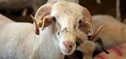 Bahçeşehir Adak Kurban : Keçilerde Tırnak Sağlığı